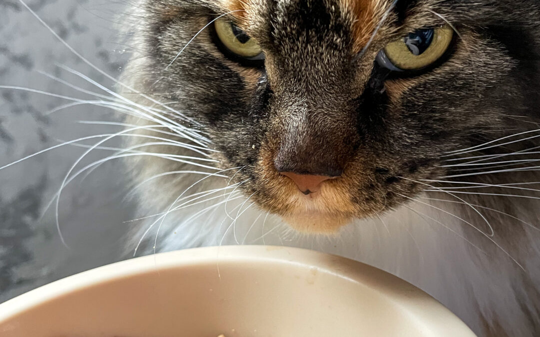 Pottenger’s Cats: A Study in Nutrition